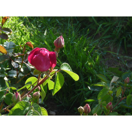 Rose de Provins