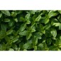Menthe Poivrée