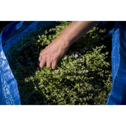 L'Hivernale (Hiver/digestion)